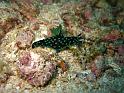 Nembrotha à crete - Nembrotha cristata